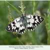 melanargia russiae eberti talysh male 5